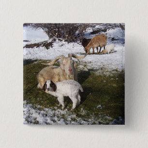 Goat Kid in Snowy Grass 2 Inch Square Button