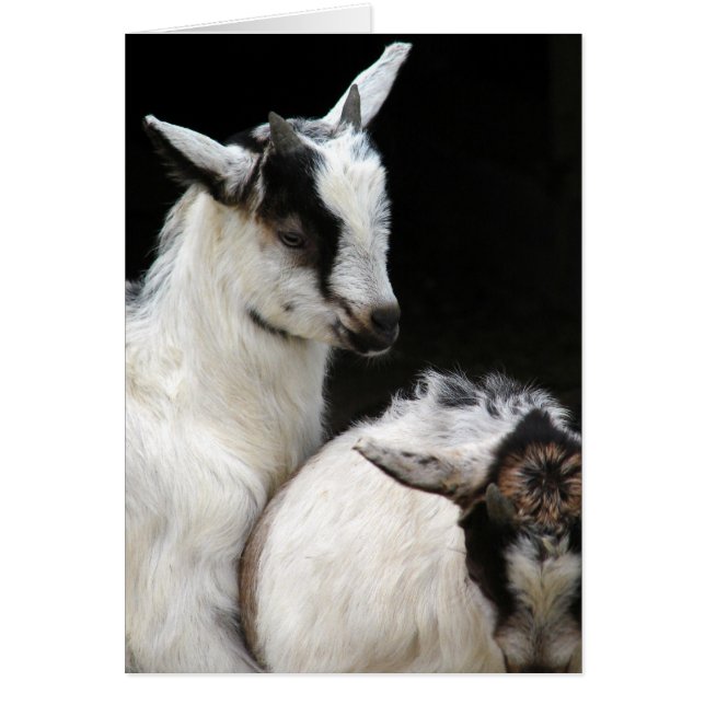 Goat Kids (Front)