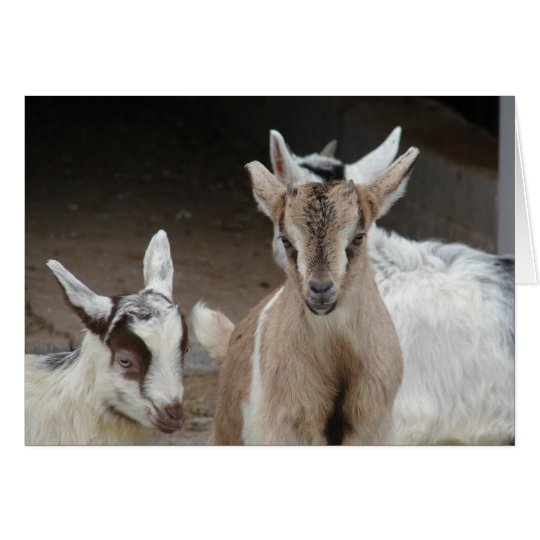 Goat Kids Card