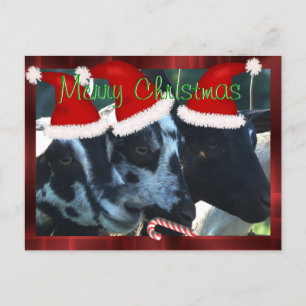 Goat Kids Christmas Postcard- can personalize Holiday Postcard