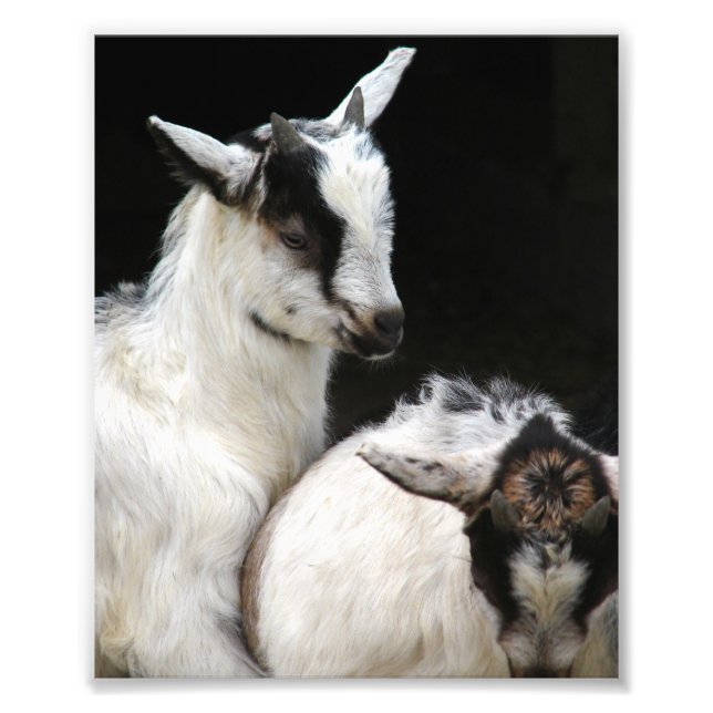 Goat Kids Photo Print (Front)