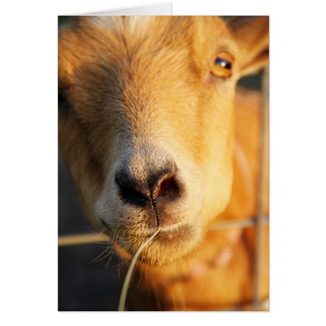 Goat Kisses (Front)
