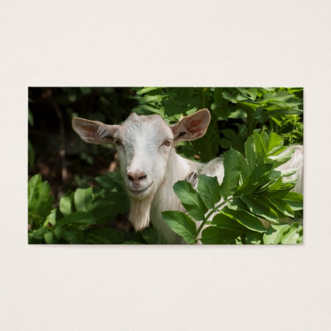 Goat looking at camera (Front)