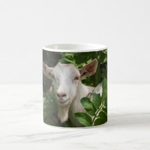 Goat looking at camera coffee mug