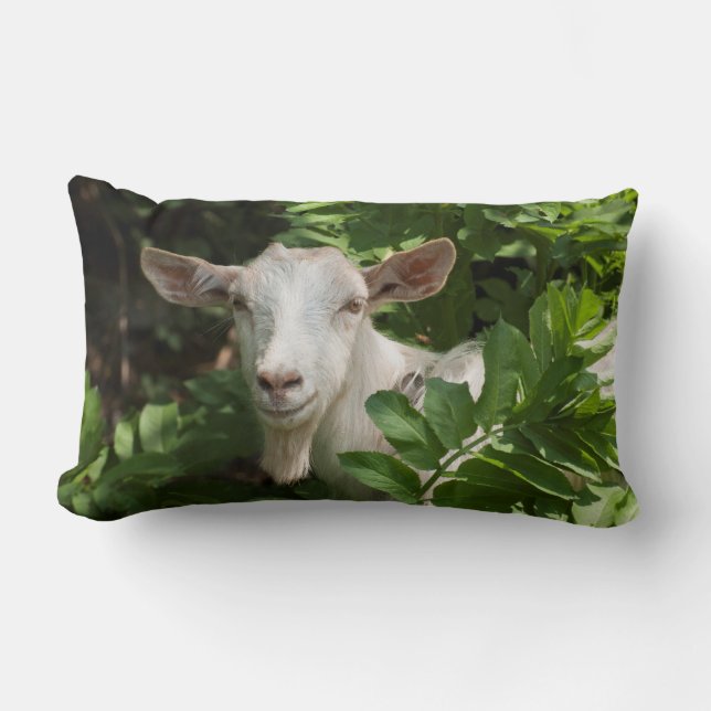 Goat looking at camera lumbar pillow (Front)