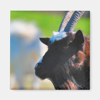 Goat magnet