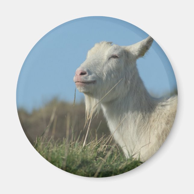 goat magnet (Front)