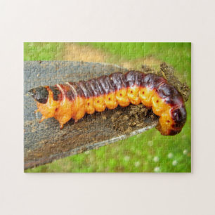 Goat Moth Caterpillar Photo Puzzle with Gift Box