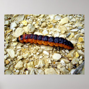 Goat Moth Caterpillar Poster