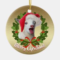 GOAT Nigerian Dwarf  Kid Santa Hat Christmas