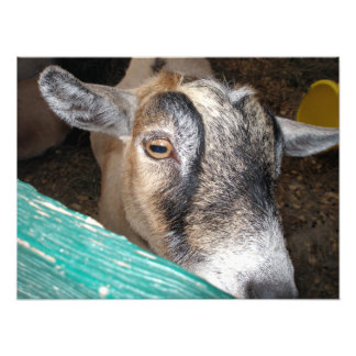 Goat Peeking Over Fence With One Eye Photo Print