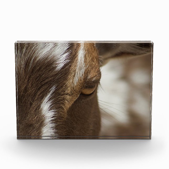 Goat Photo Block (Front)
