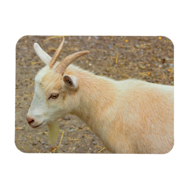 Goat Photo Magnet (Horizontal)