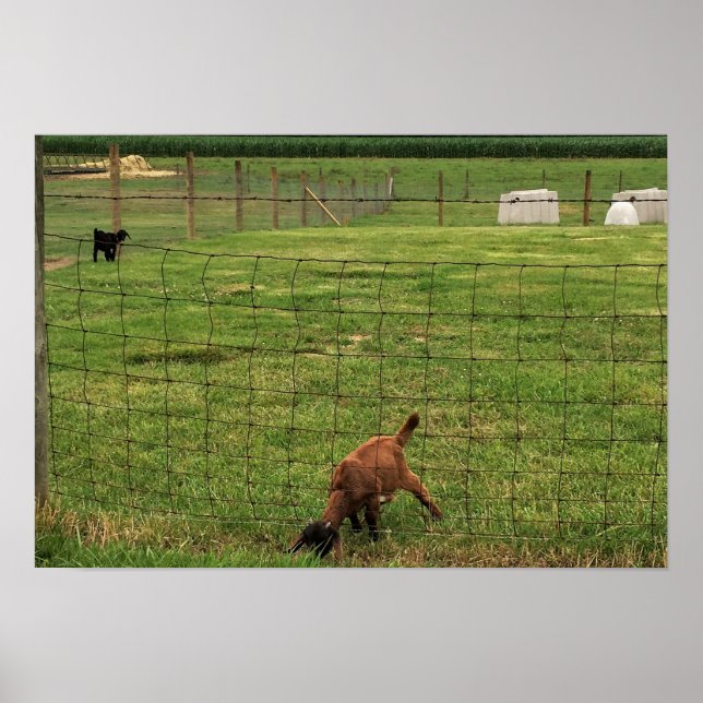 Goat Photo Poster (Front)