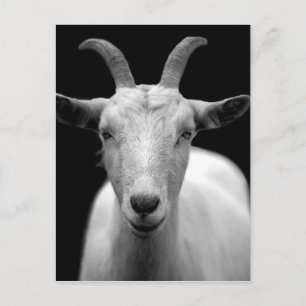 Goat portrait in black and white postcard