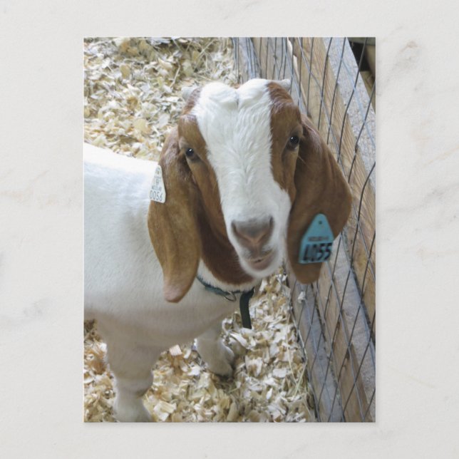 Goat Portrait Postcard (Front)