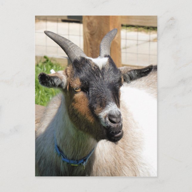 GOAT POSTCARD (Front)