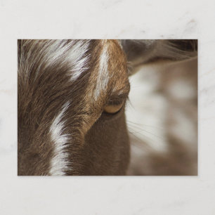 Goat Postcard