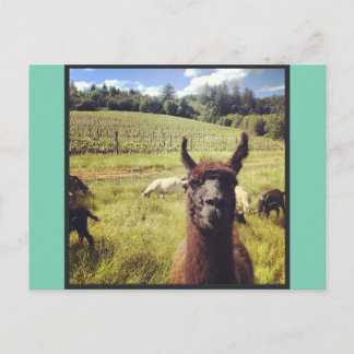 Goat Power Team Postcards