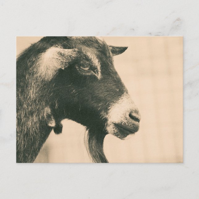 Goat Profile Postcard (Front)