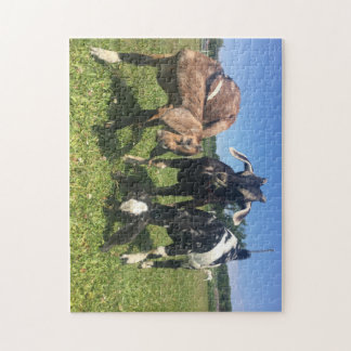 Goat Puzzle