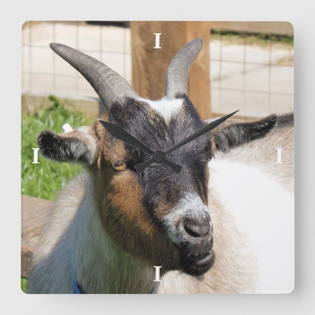 GOAT SQUARE WALL CLOCK (Front)