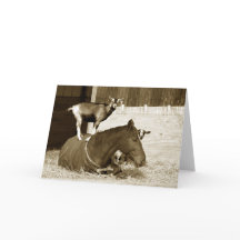 Goat Standing on Patient Horse