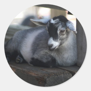 Goat Sticker
