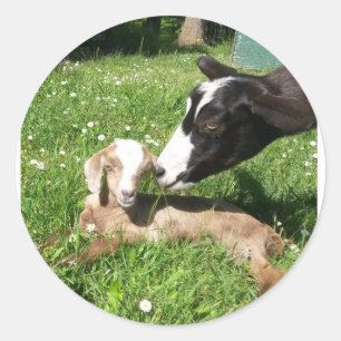 Goat Stickers set of 6