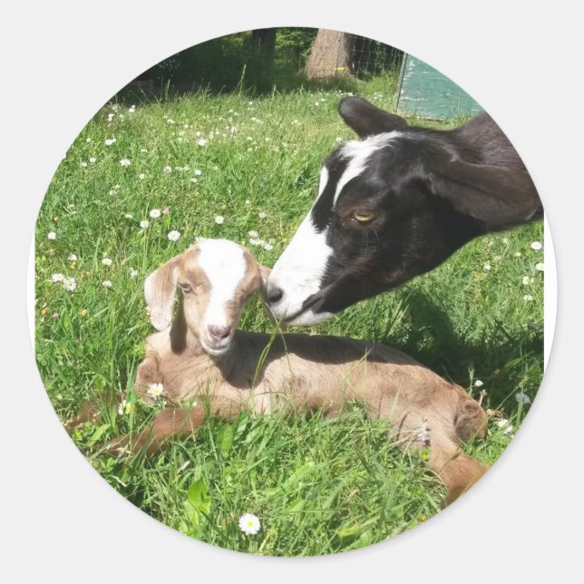 Goat Stickers set of 6 (Front)