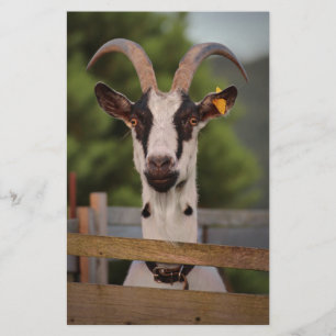 Goat with Horns Standing up against Fence Stationery