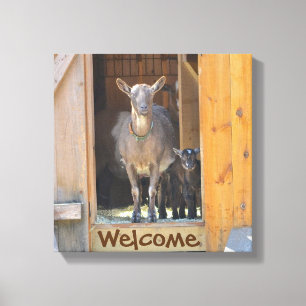 Goat Wrapped Canvas