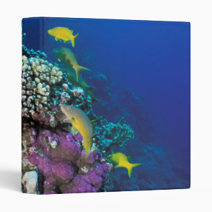 Goatfish Swarm Around Small Coral Binder