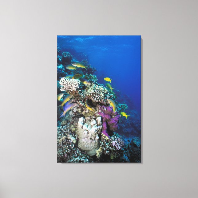 Goatfish Swarm Around Small Coral Canvas Print (Front)