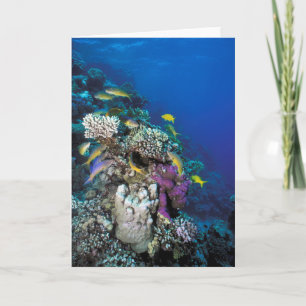 Goatfish Swarm Around Small Coral Card