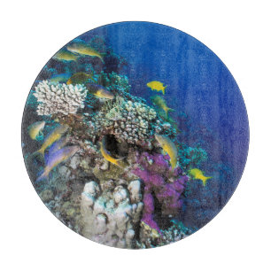 Goatfish Swarm Around Small Coral Cutting Board