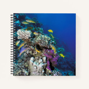 Goatfish Swarm Around Small Coral Notebook