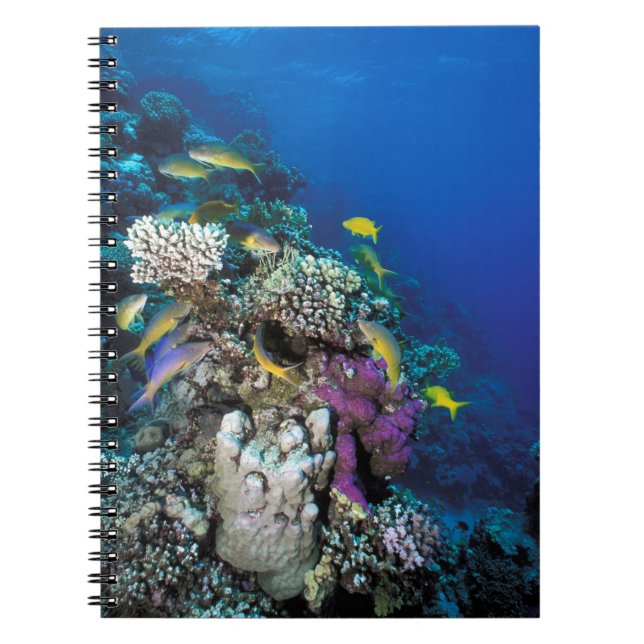 Goatfish Swarm Around Small Coral Notebook (Front)