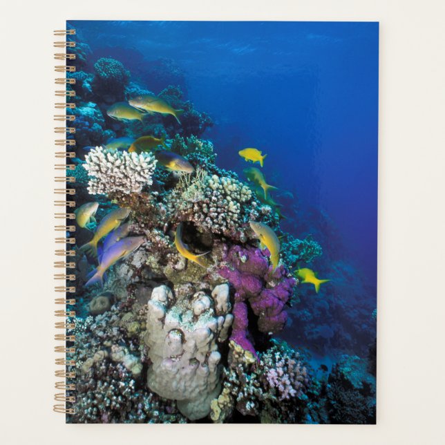 Goatfish Swarm Around Small Coral Planner (Front)
