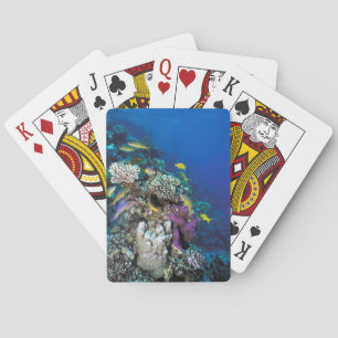 Goatfish Swarm Around Small Coral Playing Cards