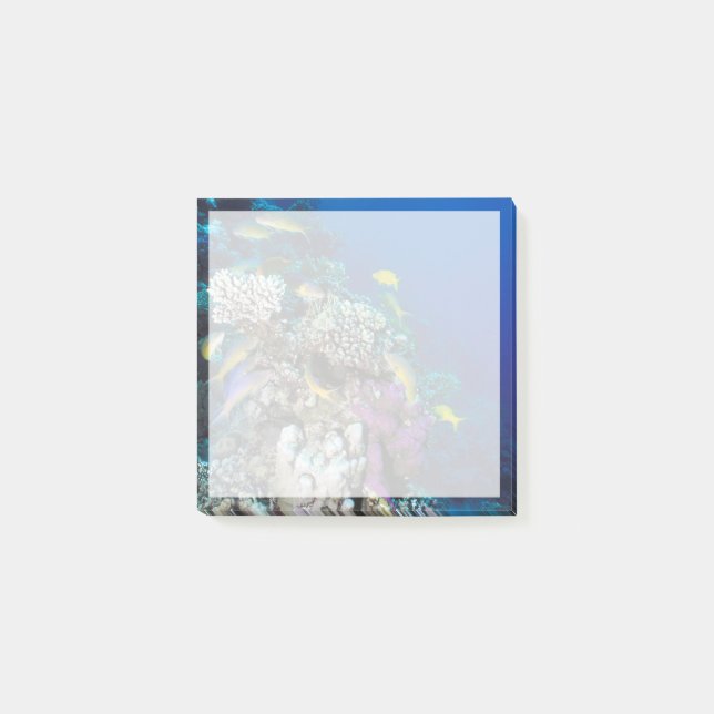 Goatfish Swarm Around Small Coral Post-it Notes (Front)