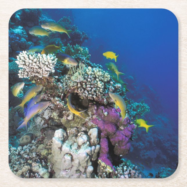 Goatfish Swarm Around Small Coral Square Paper Coaster (Front)