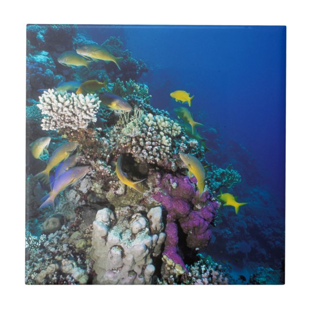 Goatfish Swarm Around Small Coral Tile (Front)