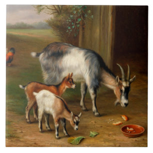 Goats And Chickens At The Farm Tile