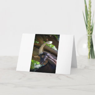Goats and Goats and Goats (28) Card