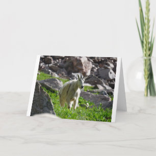 Goats and Goats and Goats (53) Card
