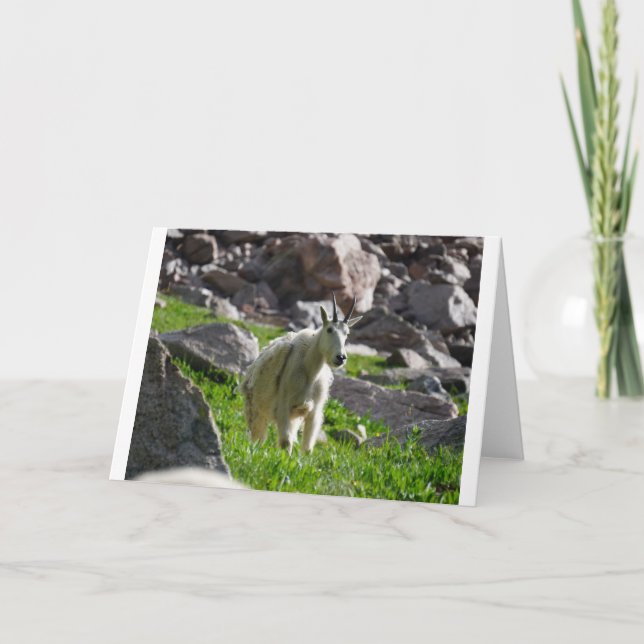 Goats and Goats and Goats (53) Card (Front)