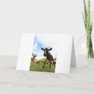 Goats and Goats and Goats (55) Card