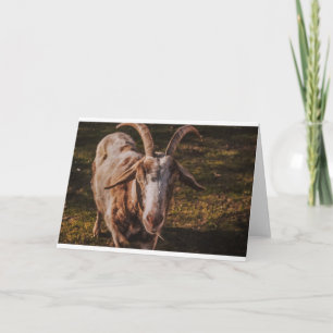 Goats and Goats and Goats (84) Card
