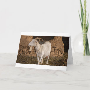 Goats and Goats and Goats (87) Card